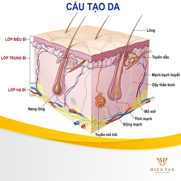 Cấu tạo da của cơ thể