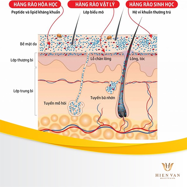 Cấu trúc da của cơ thể