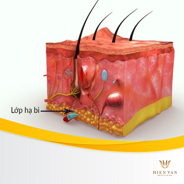 Cấu tạo lớp hạ bì của da