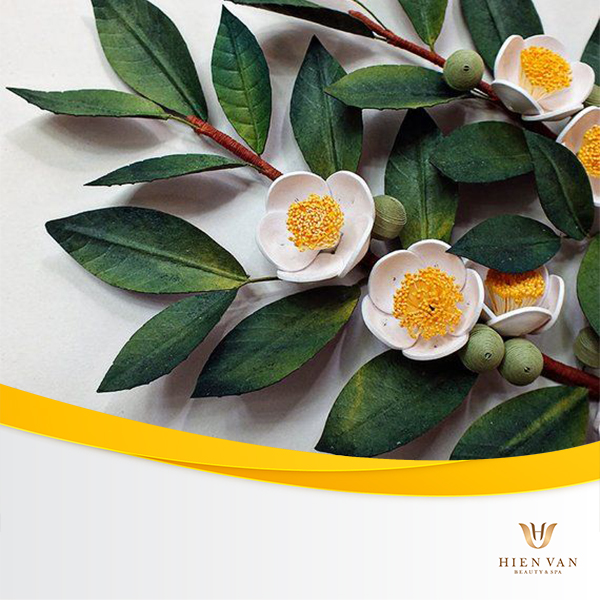 Camellia sinensis - thành phần trong các kem trị sẹo