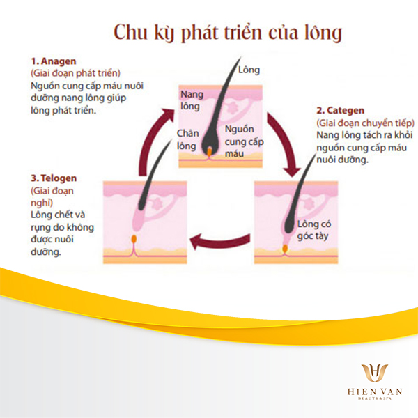 Trong các giai đoạn phát triển của lông thì khi lông trưởng thành mới bắt đầu triệt mang đến hậu quả cao