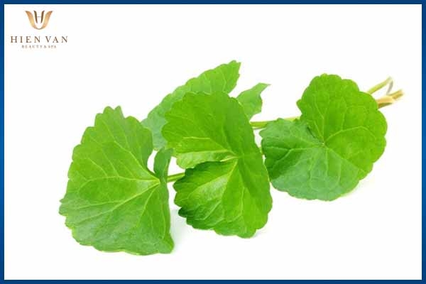 rau máu giúp trị vết thâm bỏng