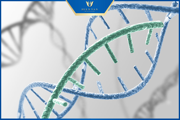 gen lỗ chân lông to