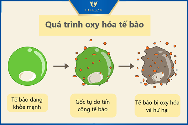 vitamin e có tác dụng gì