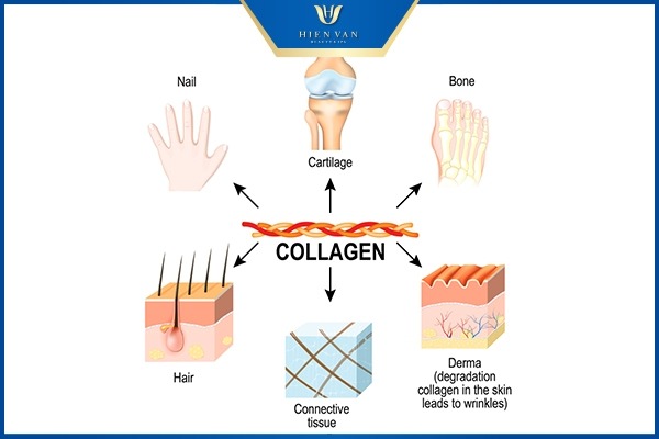 tác dụng collagen