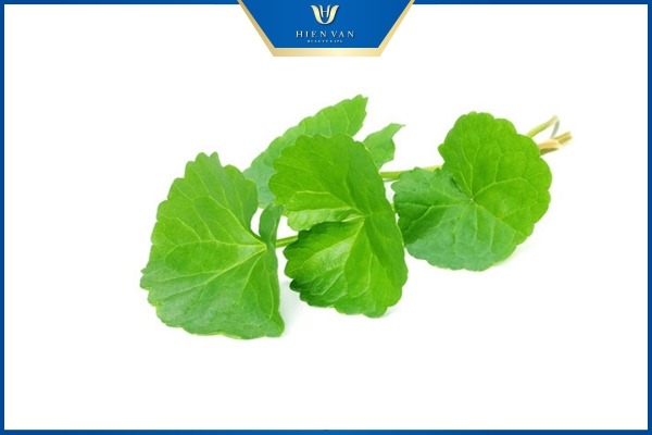 rau má trị sẹo rỗ