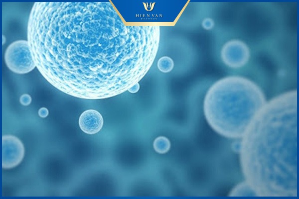 tế bào gốc là gì