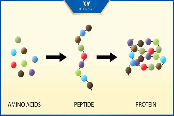 thành phần peptide