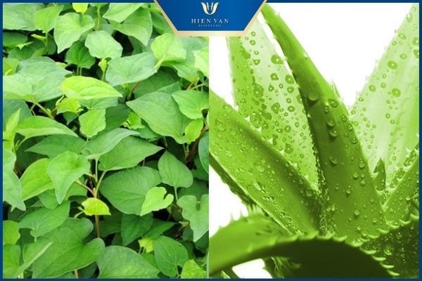 cách trị thâm mụn bằng rau diếp cá nha đam