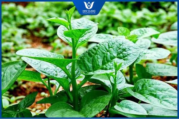 rau mong toi co tri mun duoc khong